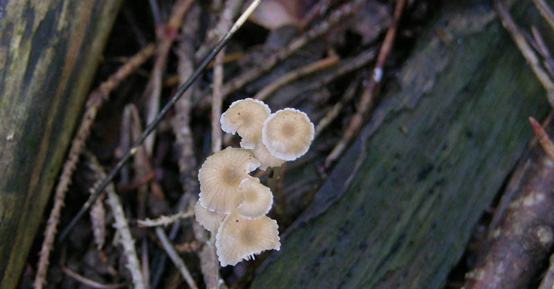 Confermate Mycena clavicularis?